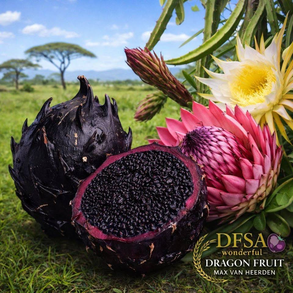 Black Dragon Africana Hybrid